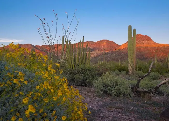 Desert Paradise *